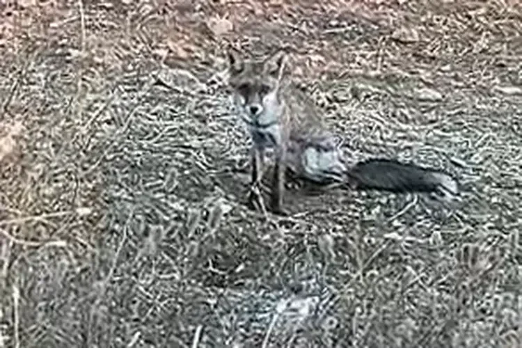 Aç Kalan Yavru Tilki Köye İndi kapak görseli