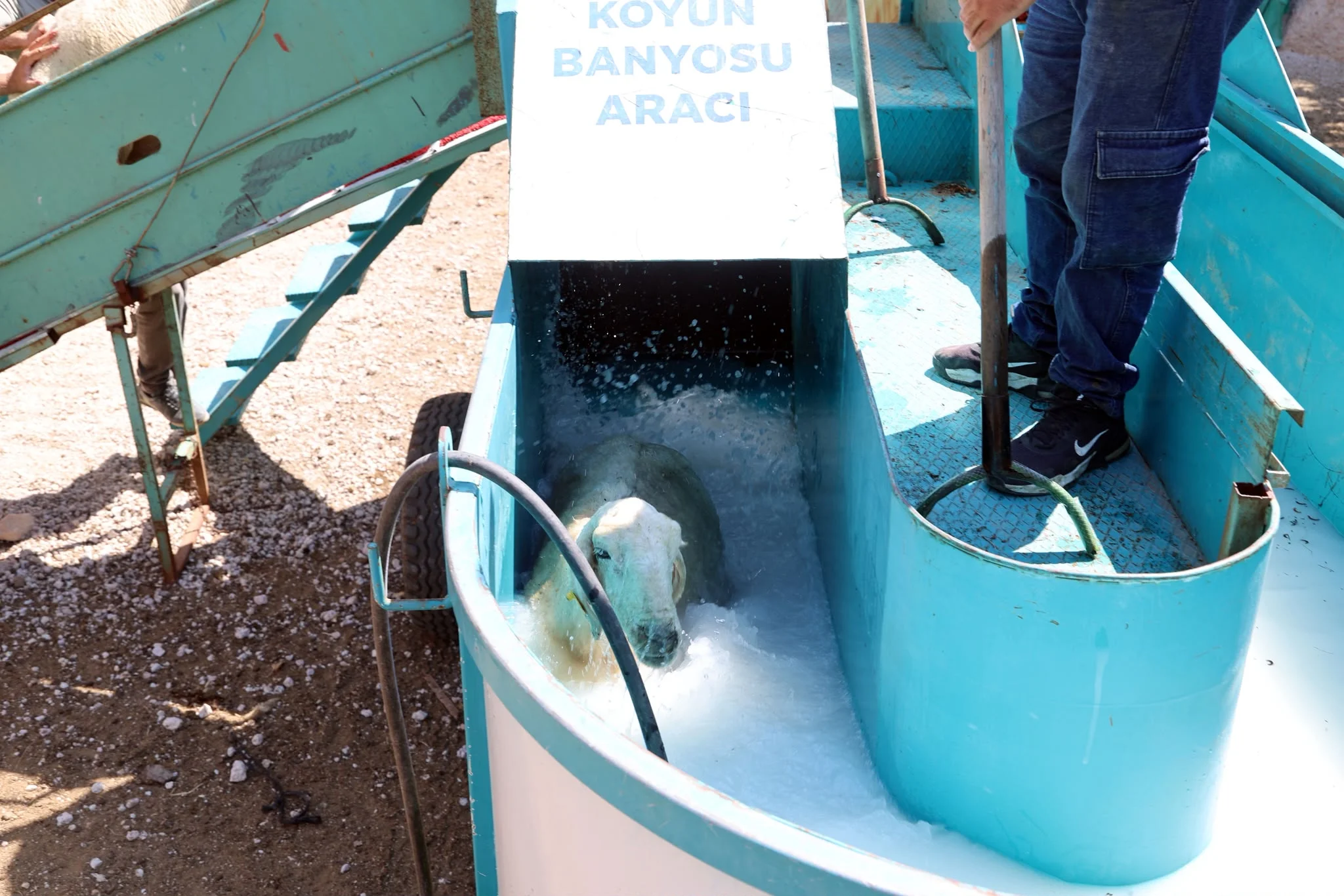 Talas’ta 16 bin koyun banyodan geçti